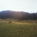 Bull Elk